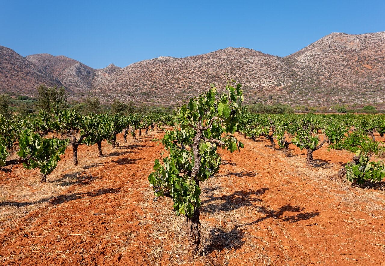 Cretan Wine: Ancient Grapes and the Villages That Pour Them