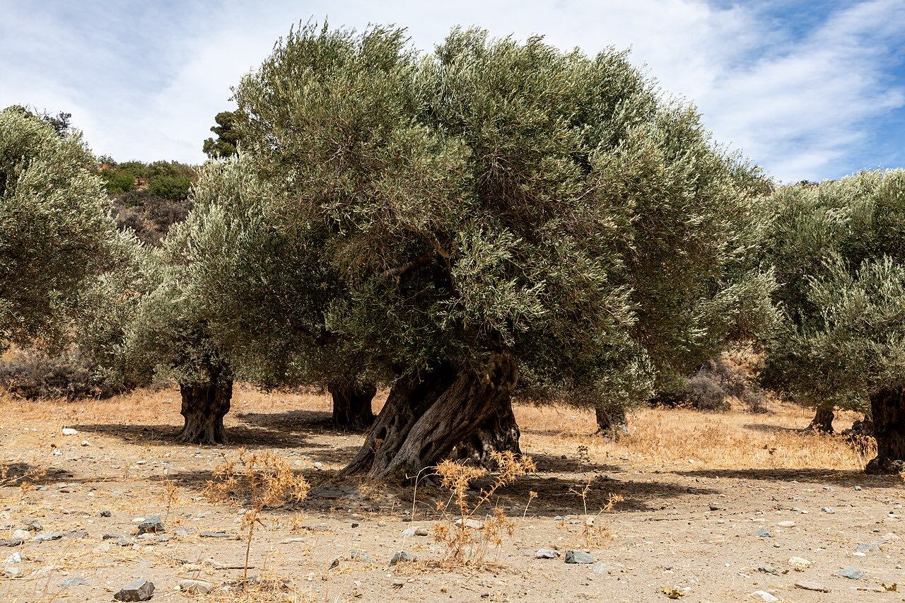 Liquid Gold: Olive Oil Culture in Crete